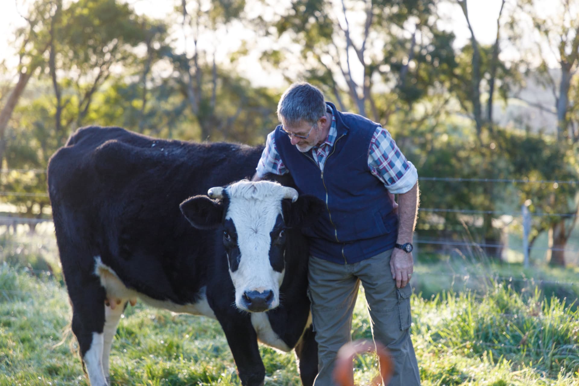A local farmer with his cow in the paddock