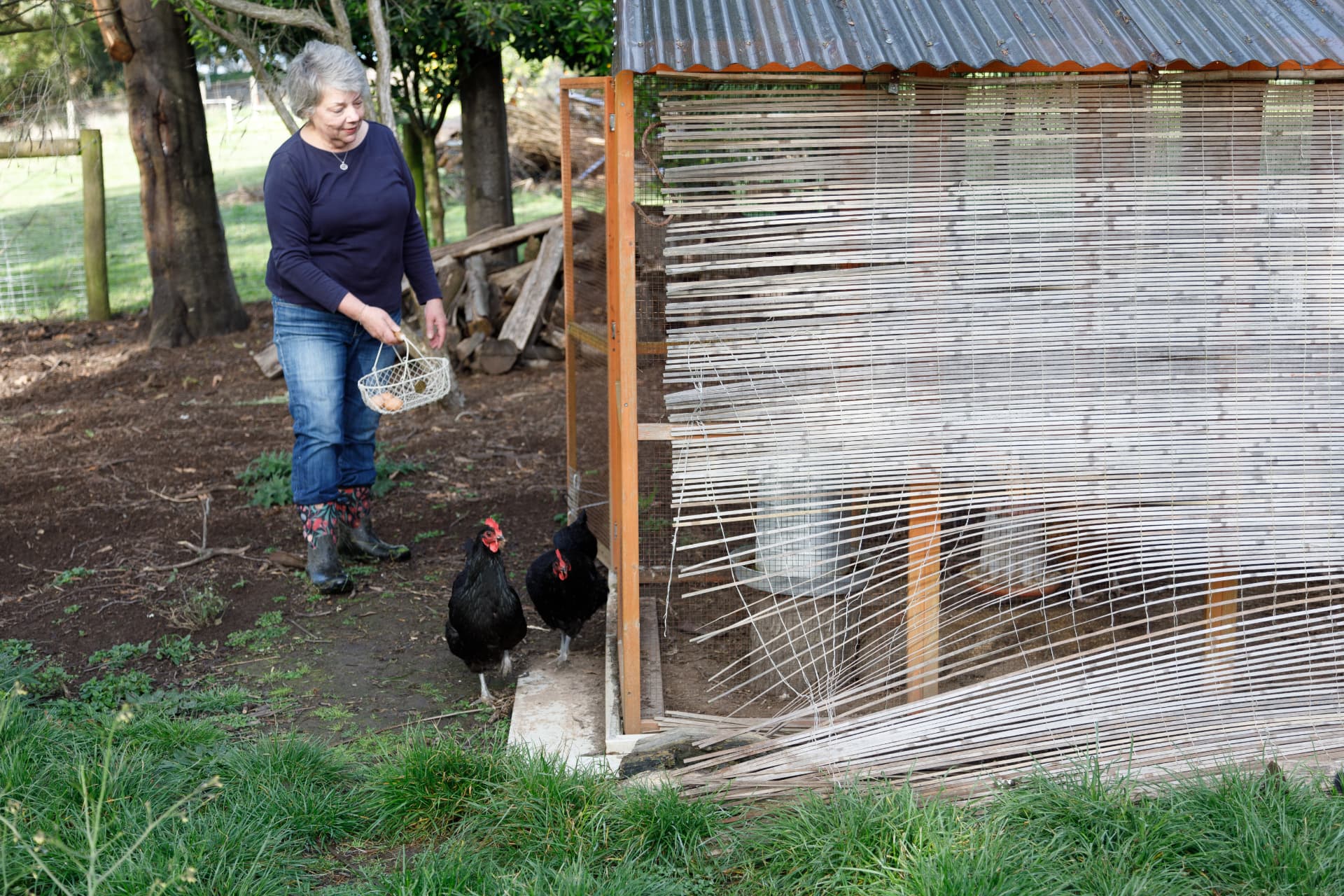 Collecting eggs from the chickens at the coop