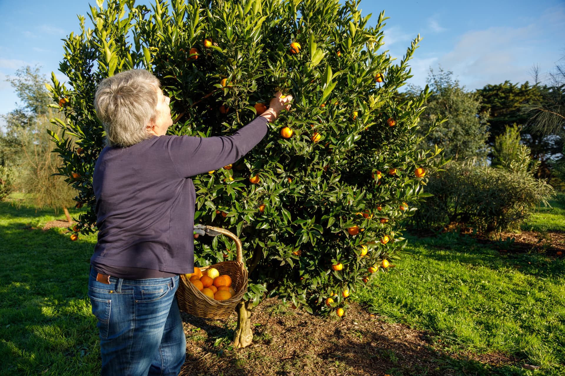 Picking fresh oranges from the orchard